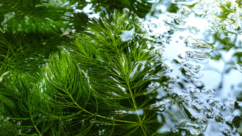 Floating green pond plant