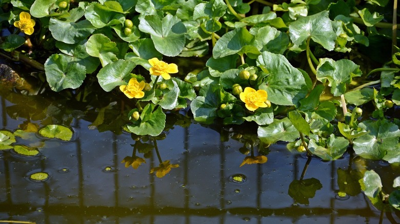 Yellow flowers on green pond plants