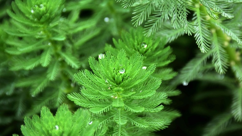 Droplets on parrot's feather plants