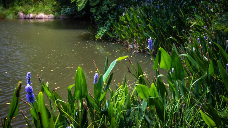 Purple pickerelweed plants by water