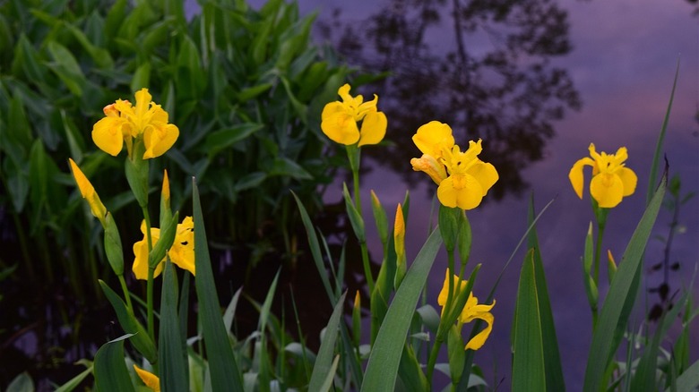 Yellow irises by water