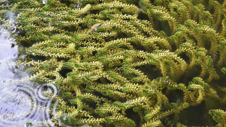 Waterweed submerged in pond