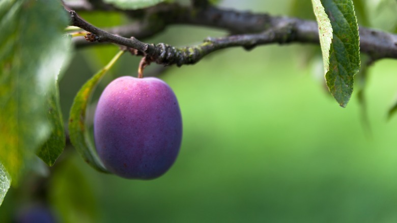 ripe plum on tree