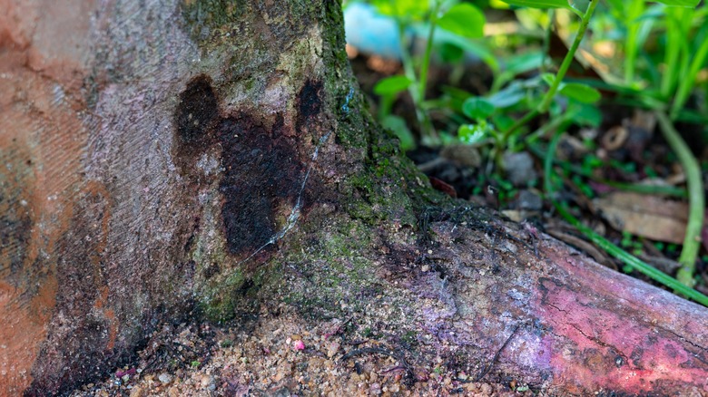 root rot on tree trunk