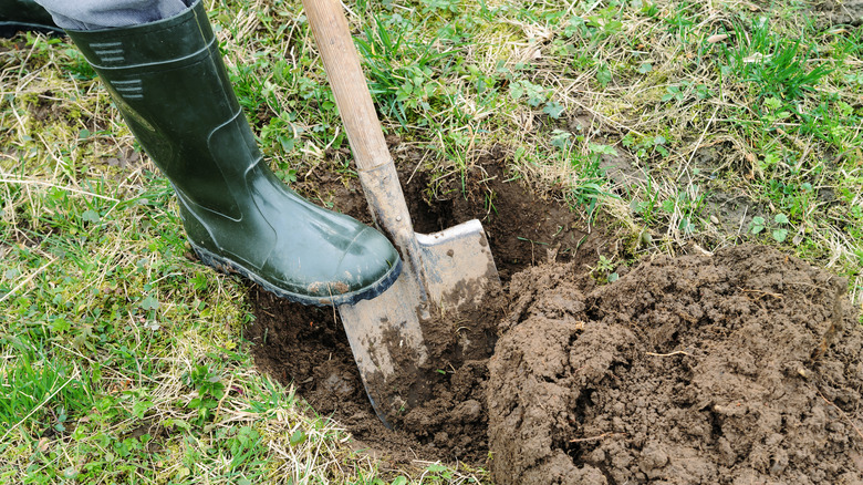 digging hole for tree