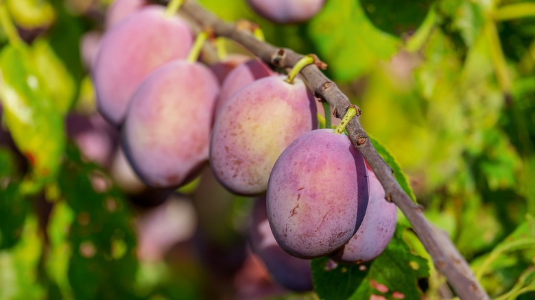 plums on tree branch