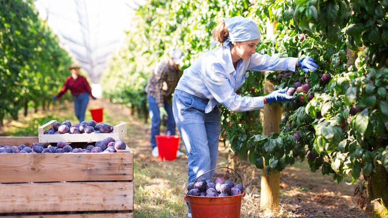 harvesting plum trees