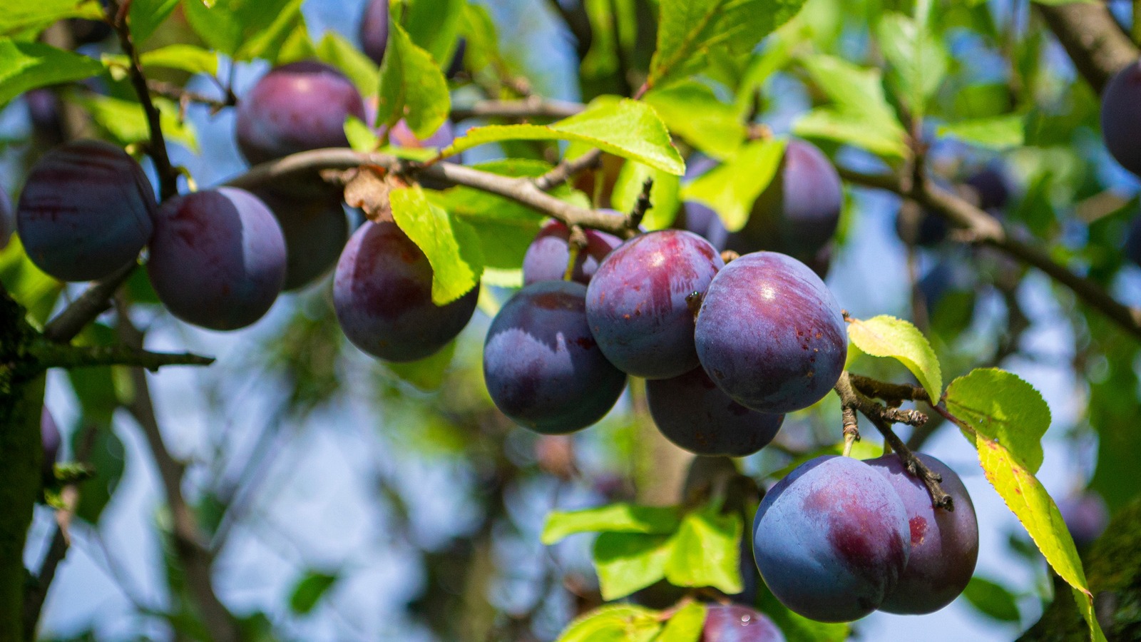 are plum trees safe for dogs