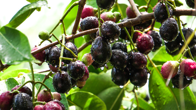 java plum tree