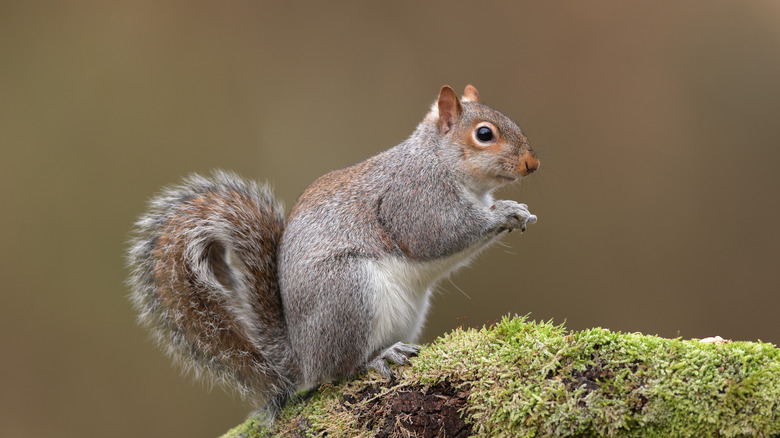 alert squirrel on mossy branch