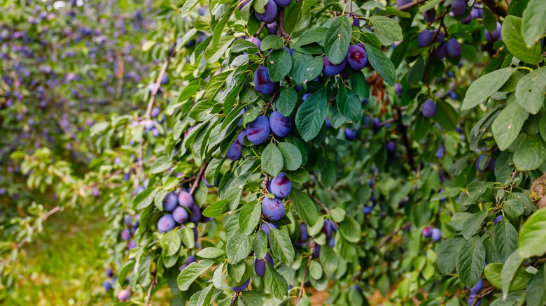 lots of plums on tree