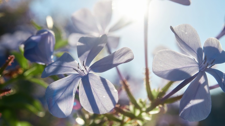 Plumbago flowers in sun