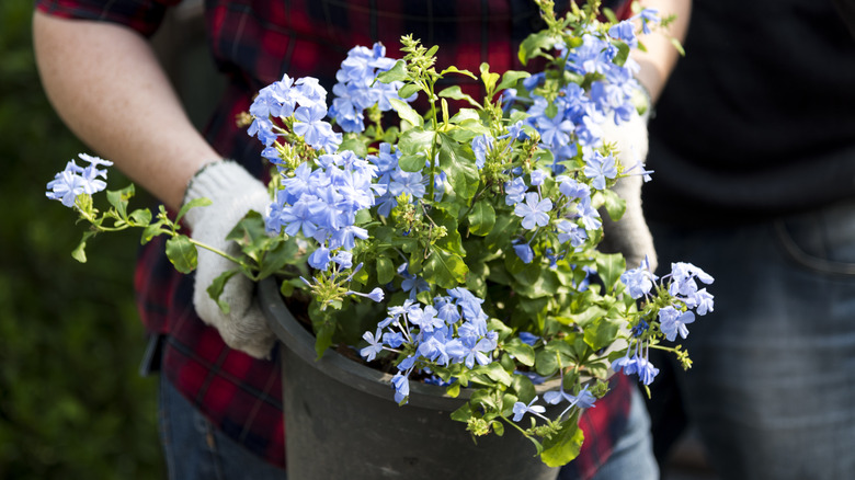 Plumbago in pot