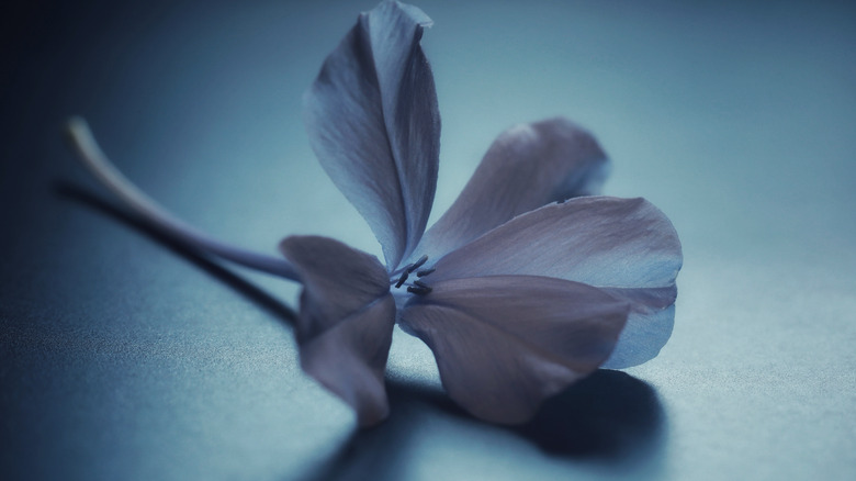 Single plumbago flower