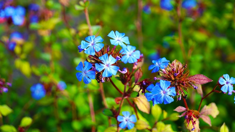 Varities of plumbago 