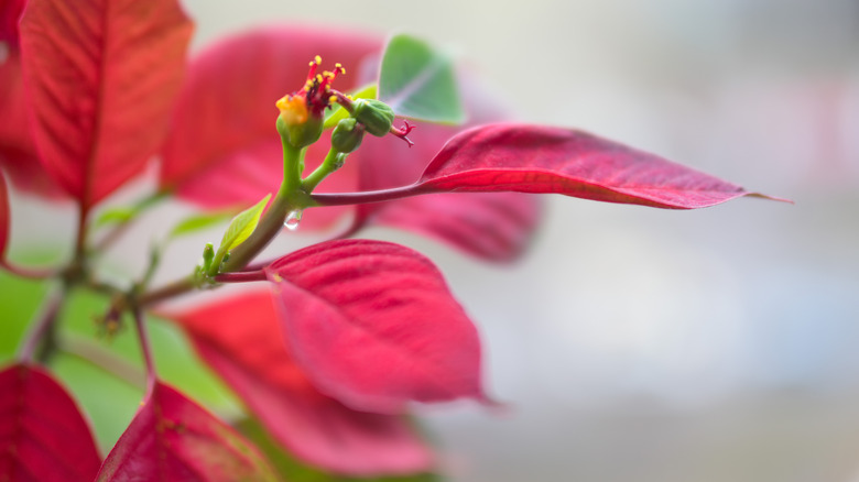 Poinsettia with drop of sap off of stem