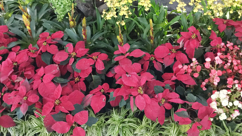 Poinsettias in a flowerbed