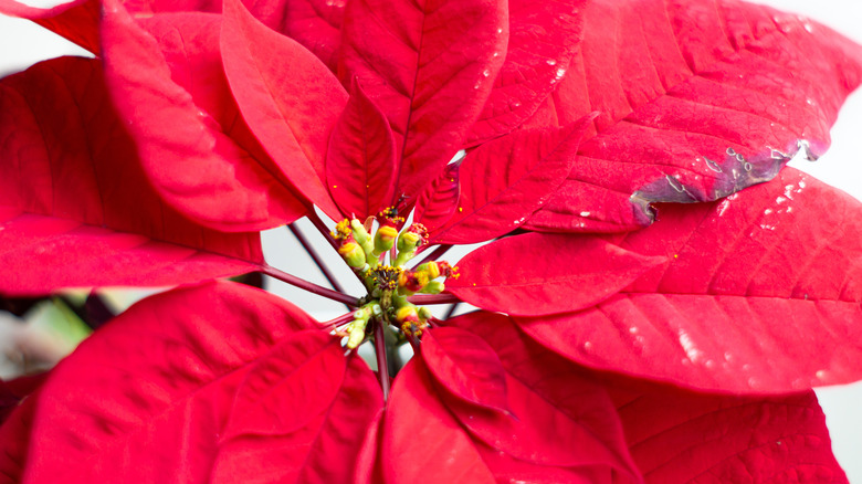 Leaf edge burn on poinsettia