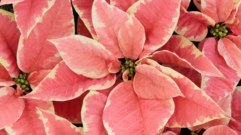 Pink poinsettias close-up