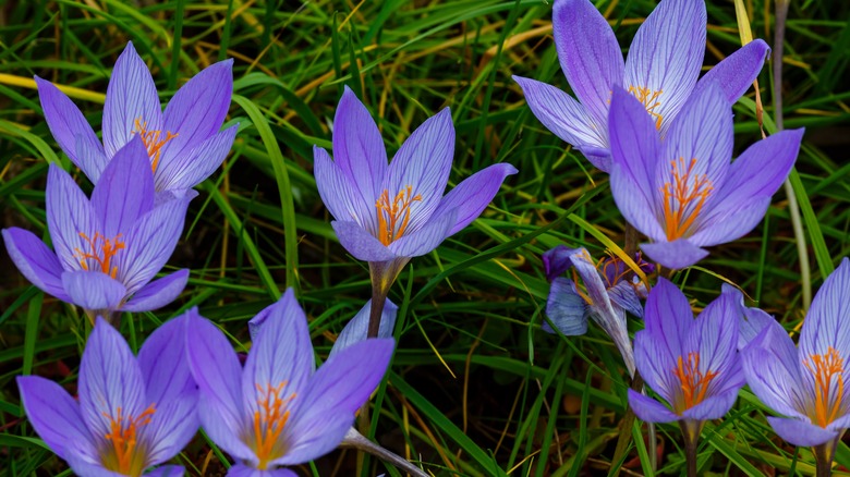 Autumn crocus