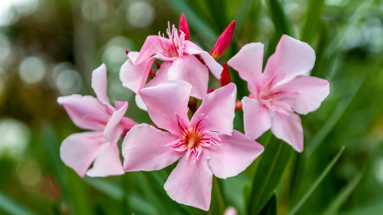 oleander plants