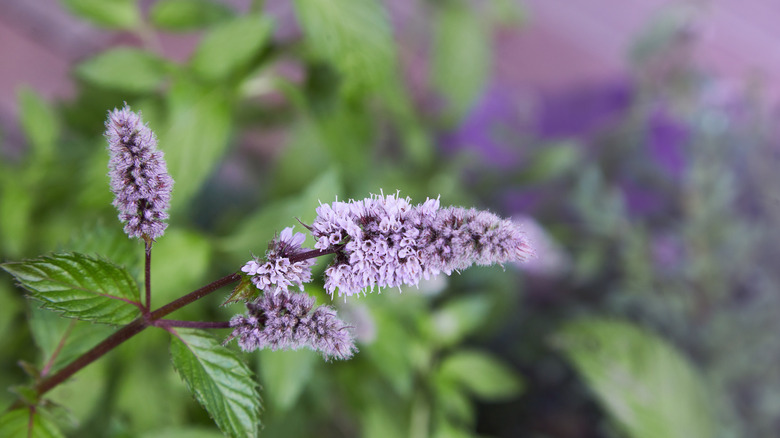 purple pennyroyal flowers