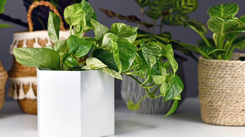 pothos plant in white pot