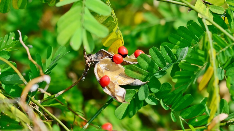 rosary pea