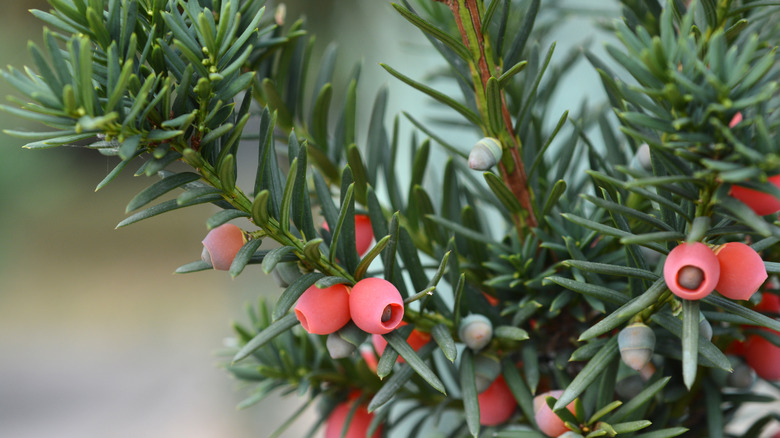 yew plant and flowers