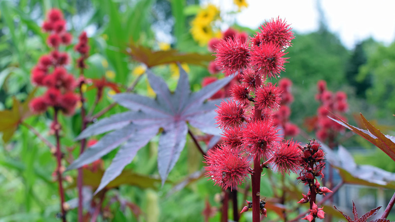 castor bean 