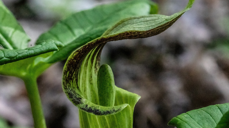 Jack-in-the-pulpit