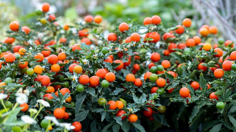 Jerusalem cherry