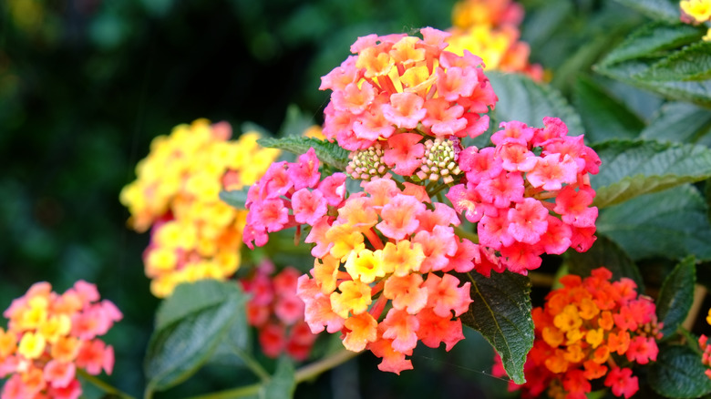 lantana flowers