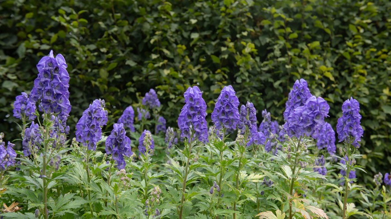 monkshood blooms