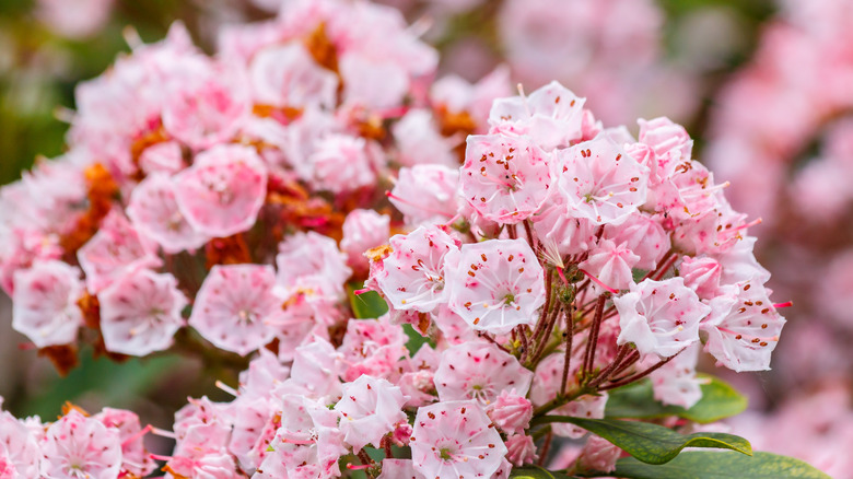 mountain laurel