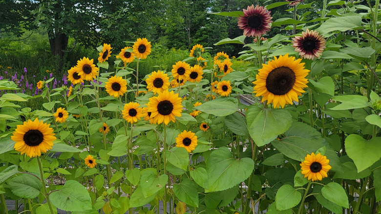 ProCut sunflowers blooming