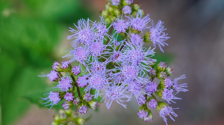 blue mistflower