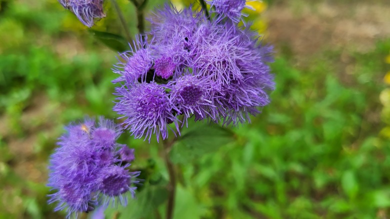 blue mistflower