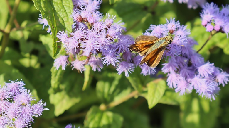 moth on blue mistflower