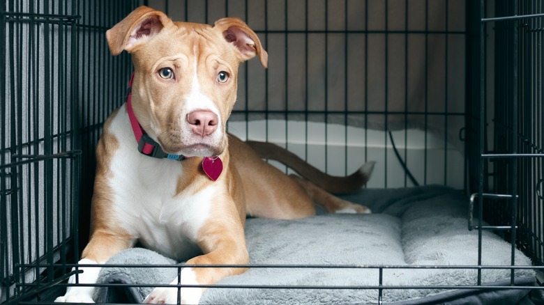 dog in a crate