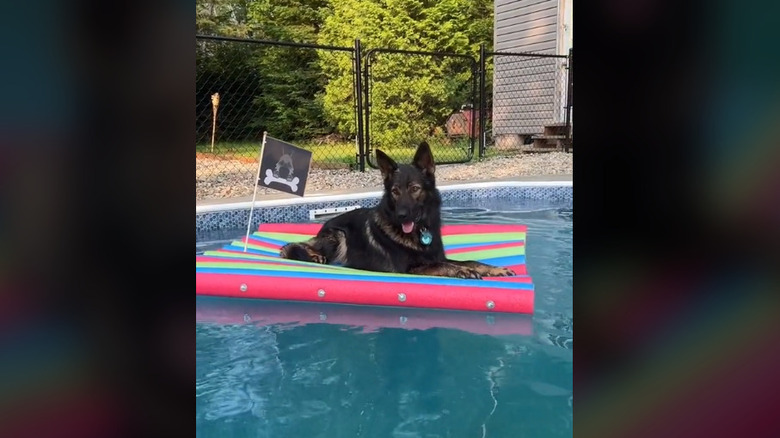 dog on a raft made of pool noodles