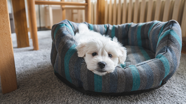 puppy in a pet bed