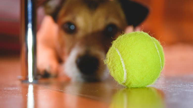 dog toy under couch