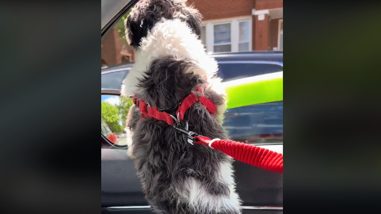 dog resting on a car window with a pool noodle bumper