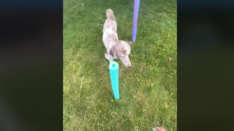dog obstacle course using pool noodles