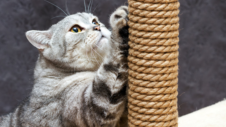 cat using a scratching post