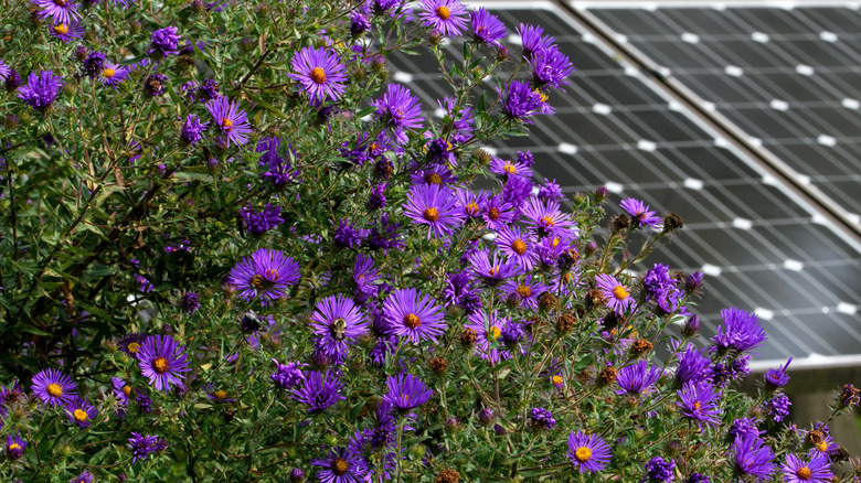 blooming asters beside solar panels