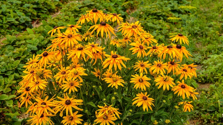 rudbeckia with golden flowers