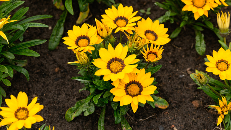 blooming yellow gazanias in soil