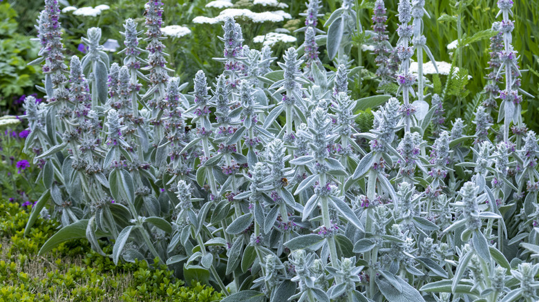 lamb's ear with flower spikes